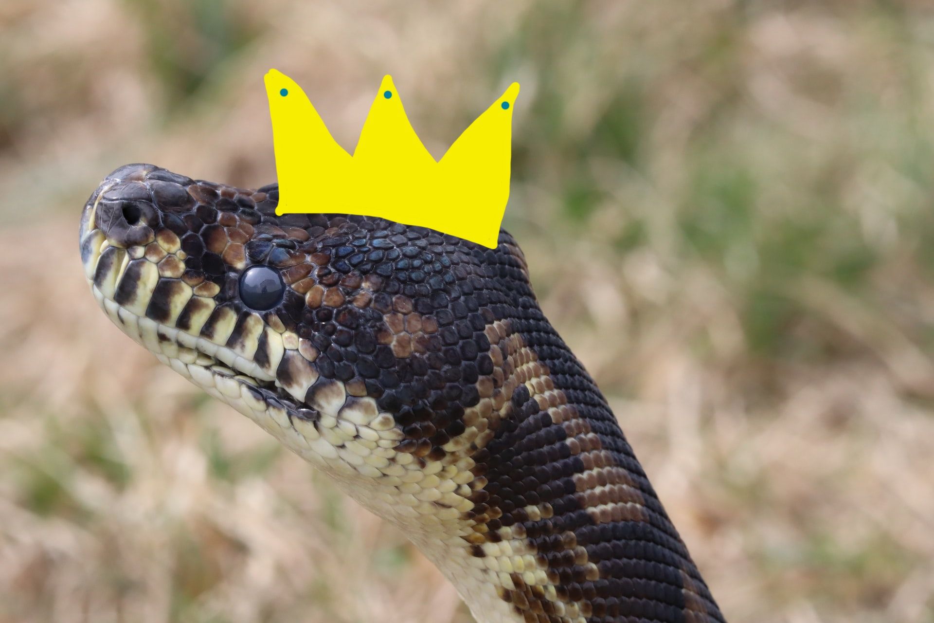 Image of an actual python with a crown drawn on its head